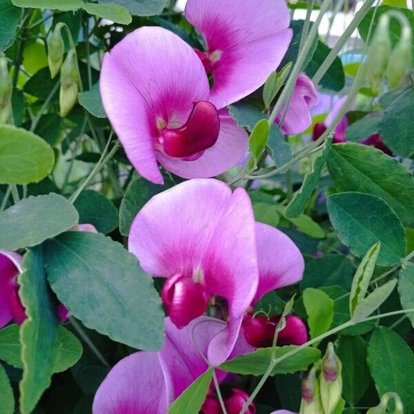 Lathyrus grandiflorus Flor