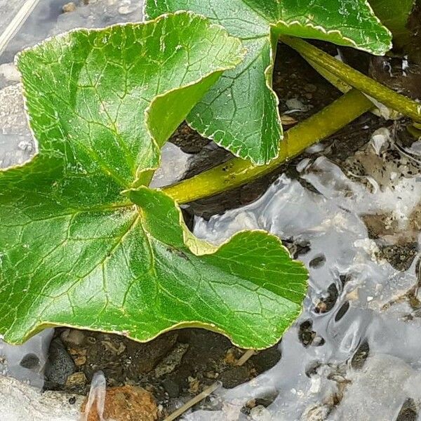 Caltha palustris Φύλλο