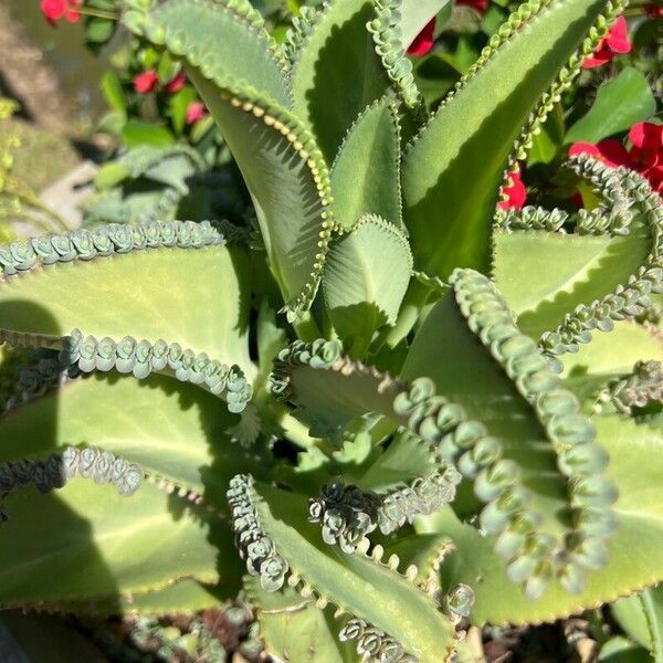 Kalanchoe laetivirens Folio