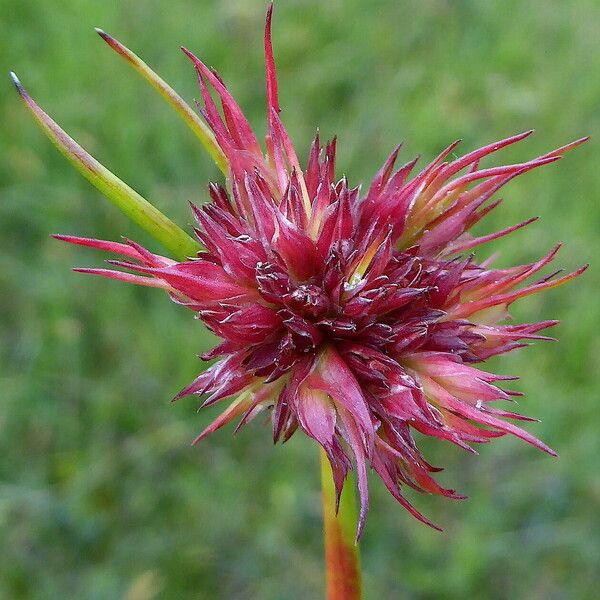 Juncus capitatus Flower