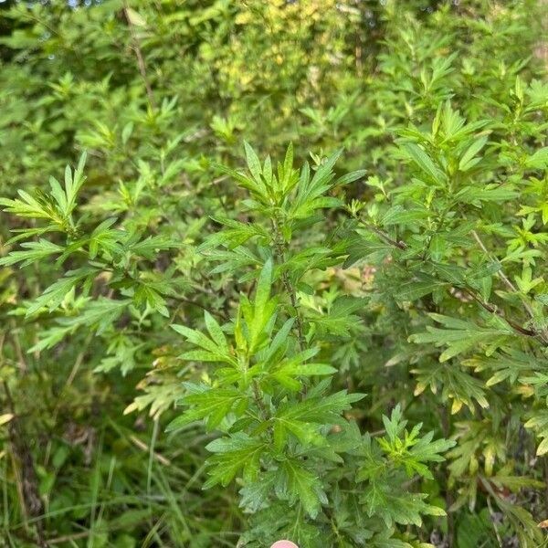 Artemisia vulgaris Лист