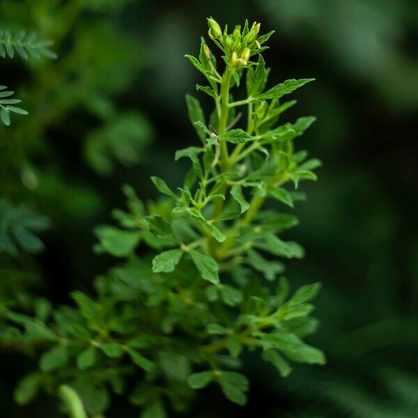 Cleome viscosa Leaf