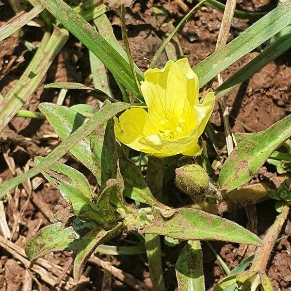 Ludwigia adscendens Λουλούδι