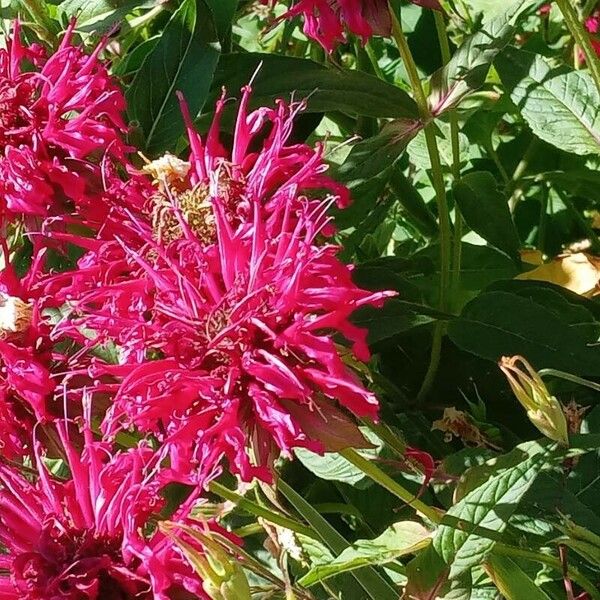 Monarda didyma Flor