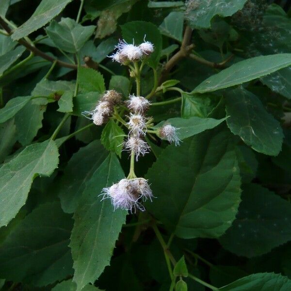 Chromolaena odorata Flower