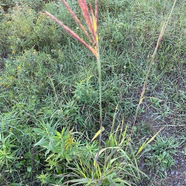 Andropogon gerardi Flower