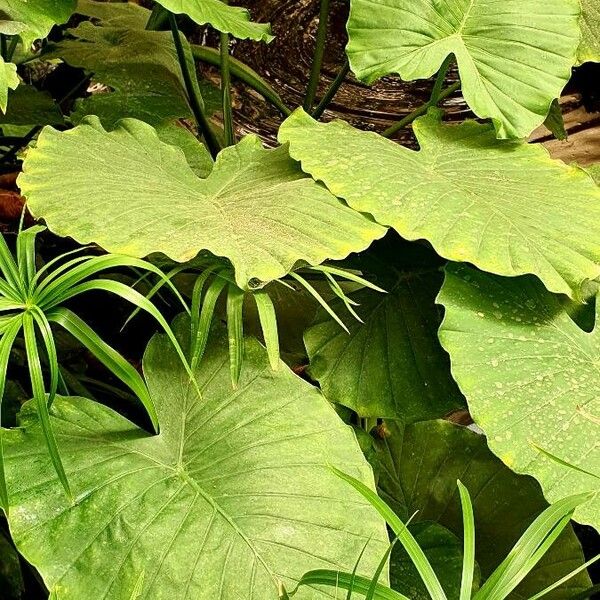 Colocasia esculenta Other