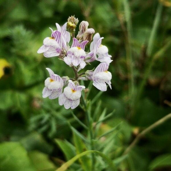 Linaria repens 花