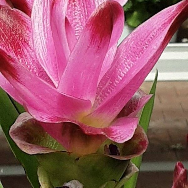 Curcuma alismatifolia 花