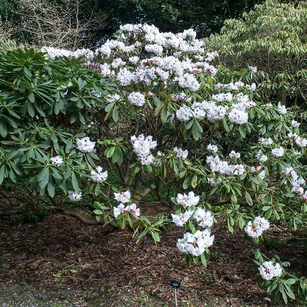 Rhododendron praevernum Kvet