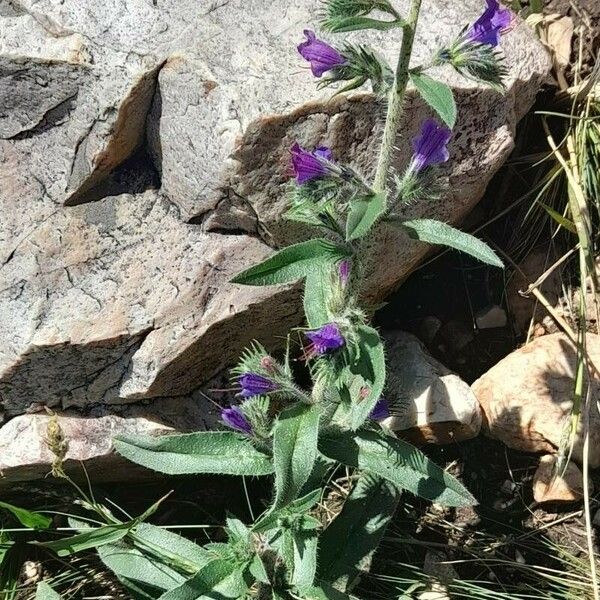 Echium plantagineum Habitus