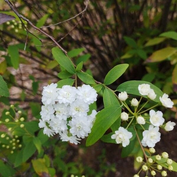 Spiraea cantoniensis Virág