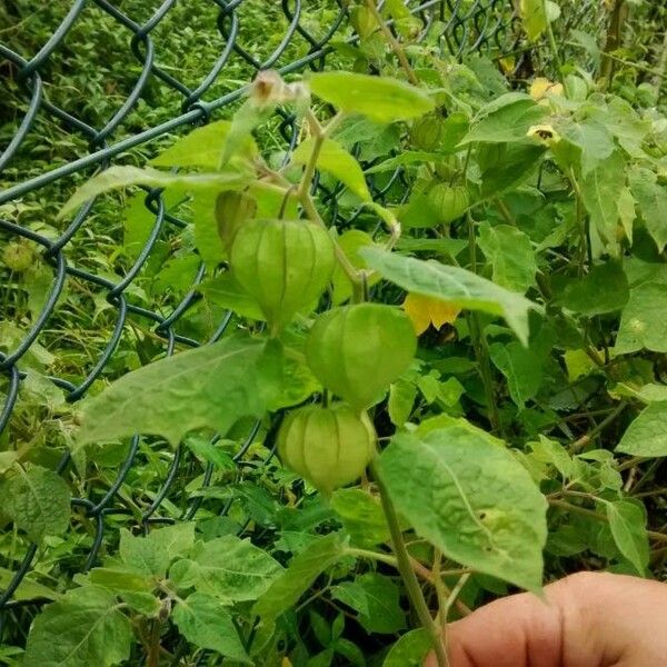 Physalis angulata 果實