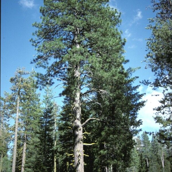 Pinus ponderosa Habitatea