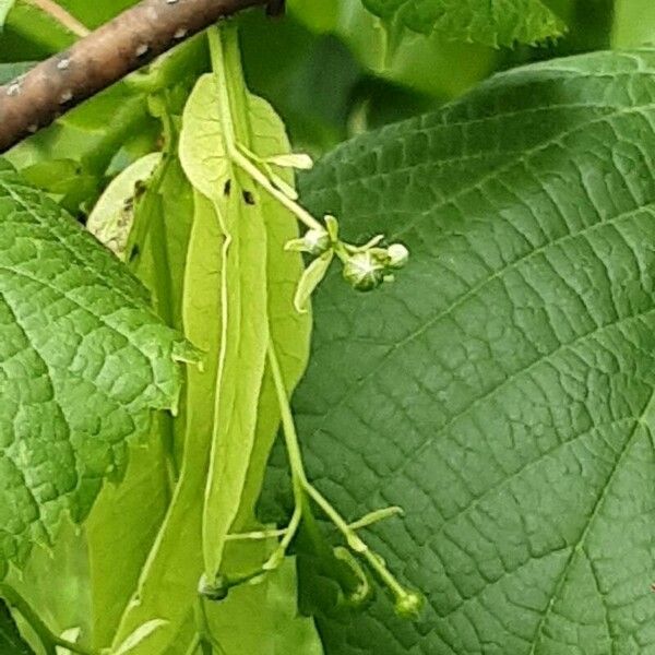 Tilia × europaea Květ