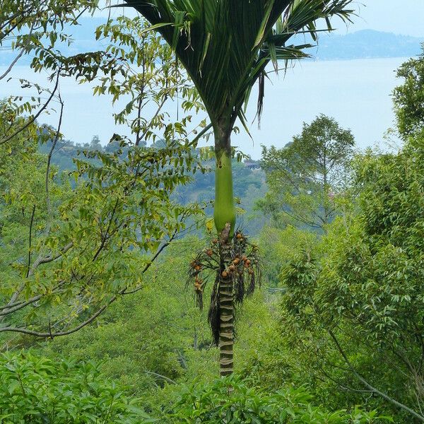 Areca catechu Blatt