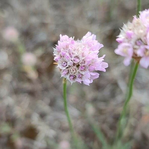 Armeria arenaria Blomst