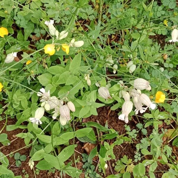 Silene vulgaris ശീലം