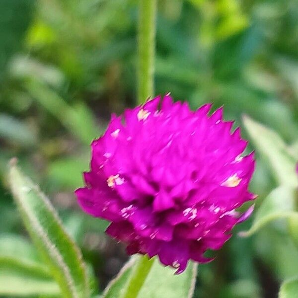 Gomphrena globosa Flor