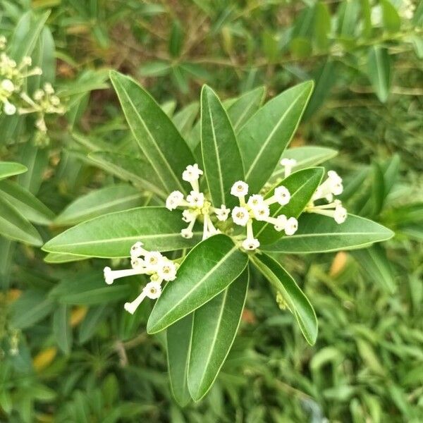 Cestrum diurnum Leaf