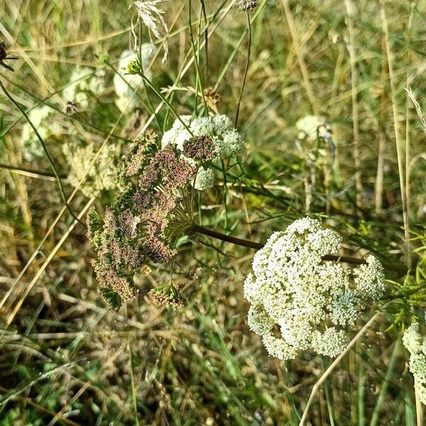 Seseli annuum Fiore