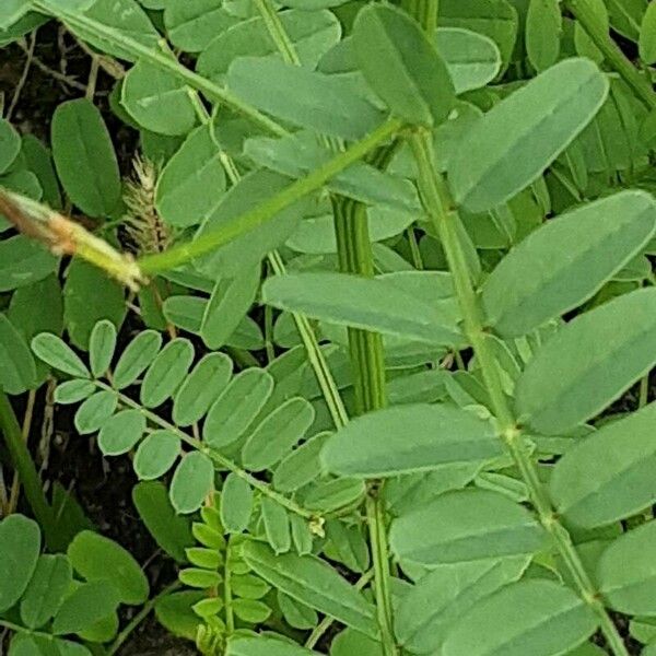 Coronilla varia ഇല