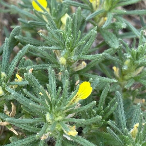 Ajuga chamaepitys পাতা