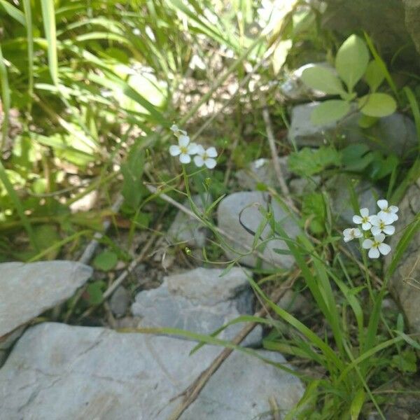 Arabidopsis arenosa Blüte