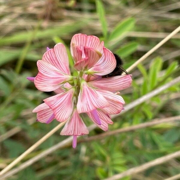 Onobrychis viciifolia Blomst