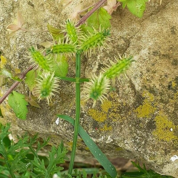 Caucalis platycarpos Φρούτο