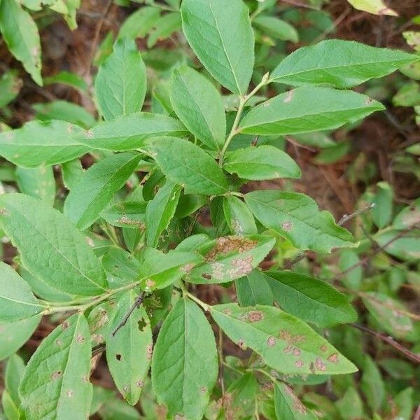 Vaccinium angustifolium Blad