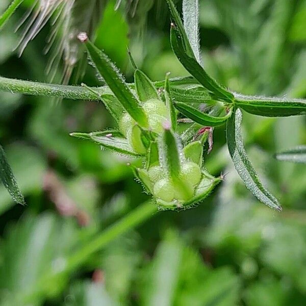 Geranium dissectum Frukt