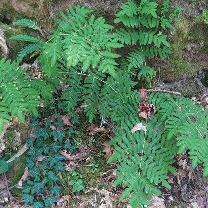 Osmunda regalis Yaprak