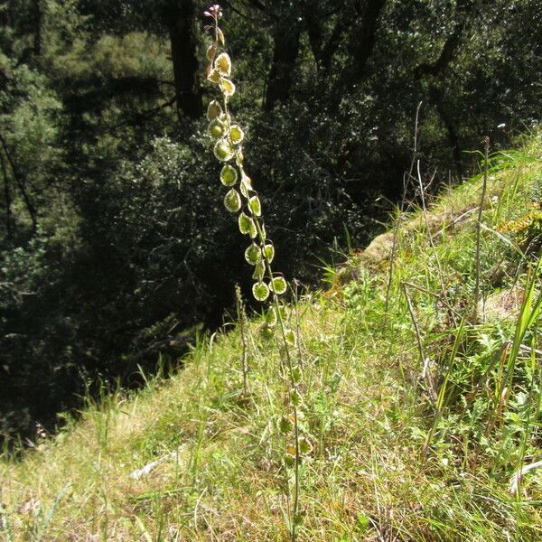 Thysanocarpus curvipes Alkat (teljes növény)