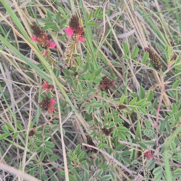 Indigofera schimperi Leaf