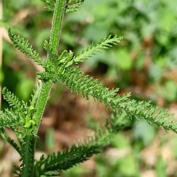 Achillea setacea 葉