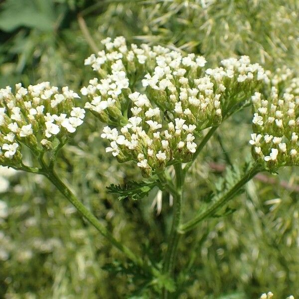 Achillea odorata 整株植物