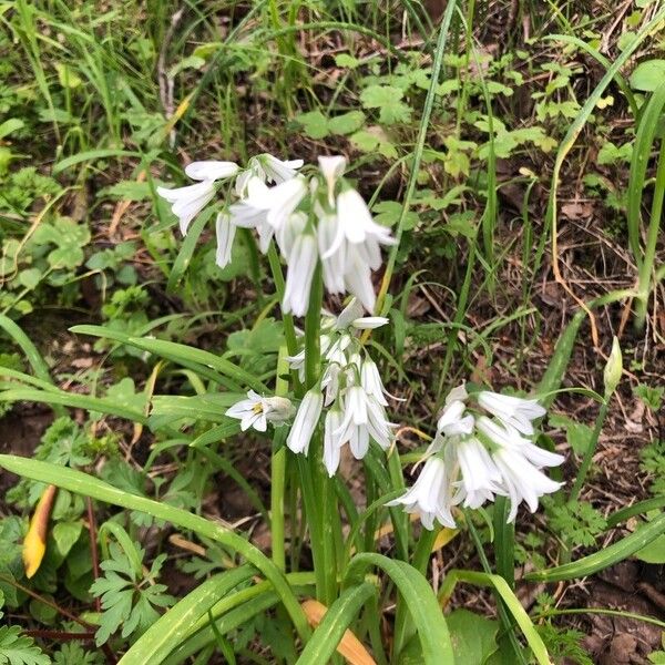 Allium triquetrum Bloem