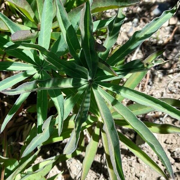 Lupinus polyphyllus Blad