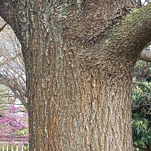 Quercus pyrenaica Bark