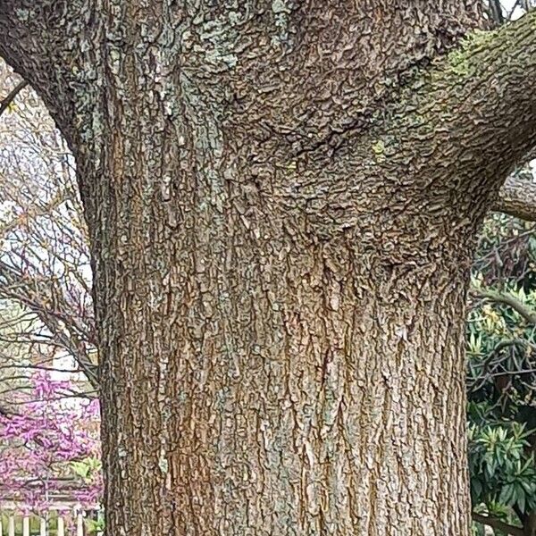 Quercus pyrenaica Cortiza