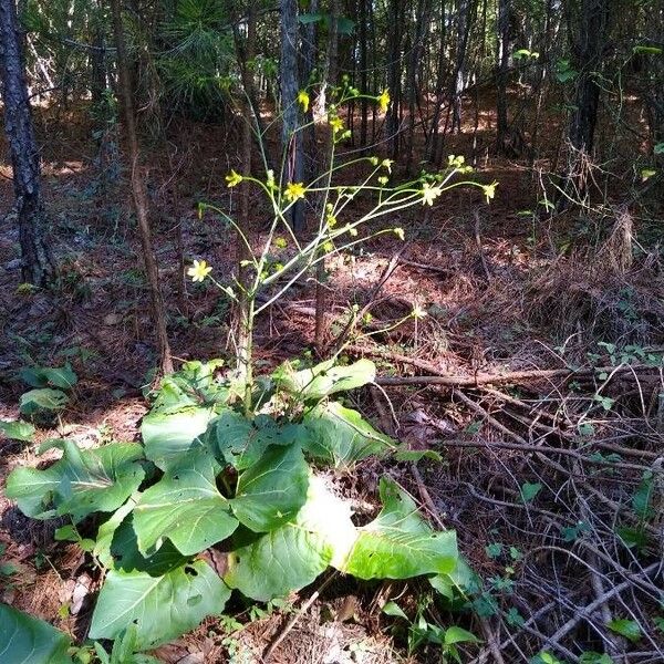 Silphium terebinthinaceum 花