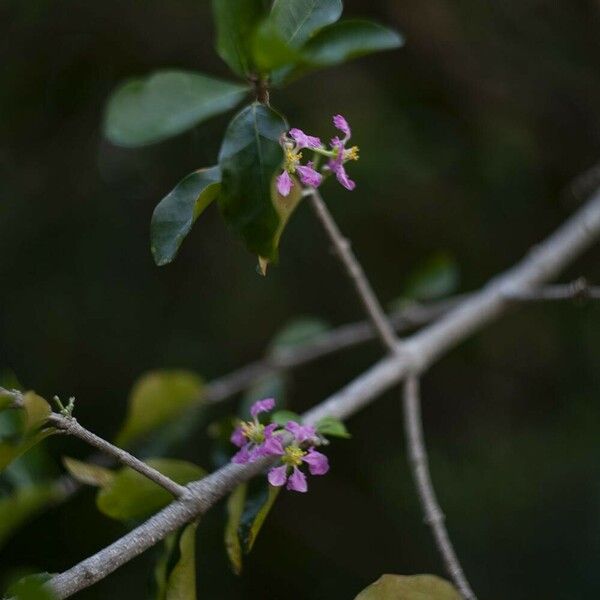 Malpighia emarginata Flower