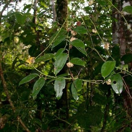 Smilax domingensis Beste bat