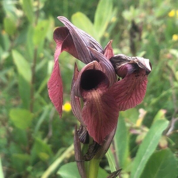 Serapias cordigera Flower