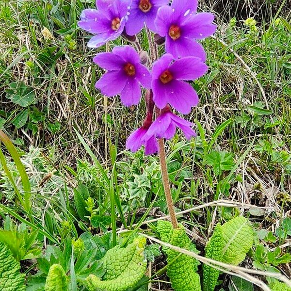 Primula algida 花