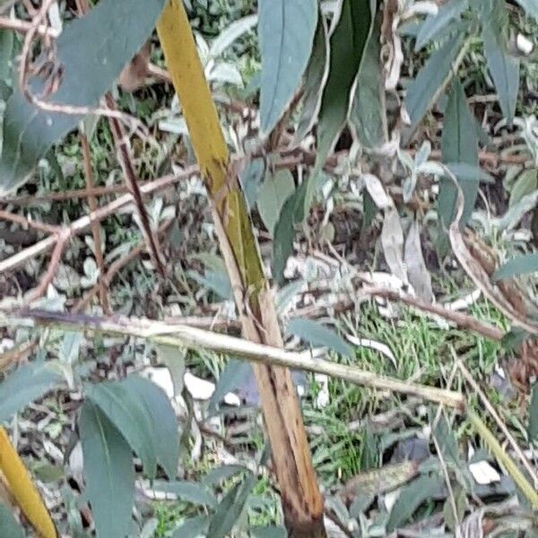 Sorghum bicolor Bark