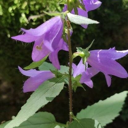 Campanula trachelium Flower