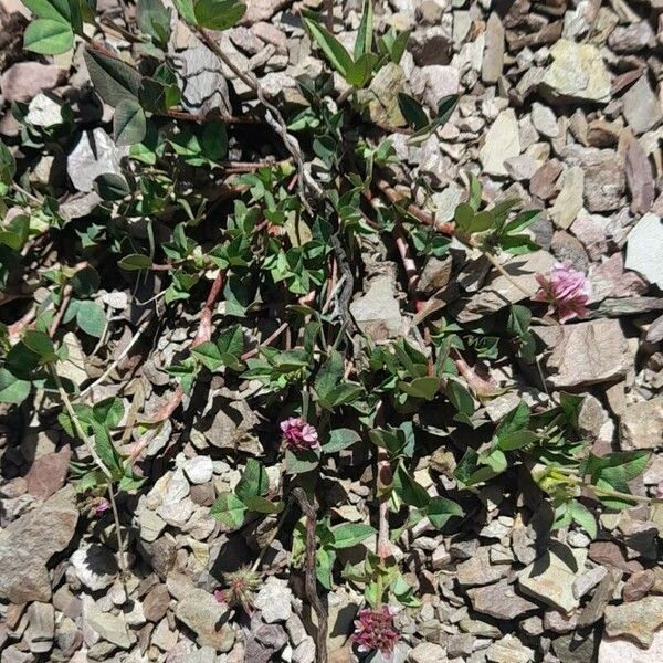 Trifolium amabile Habitat