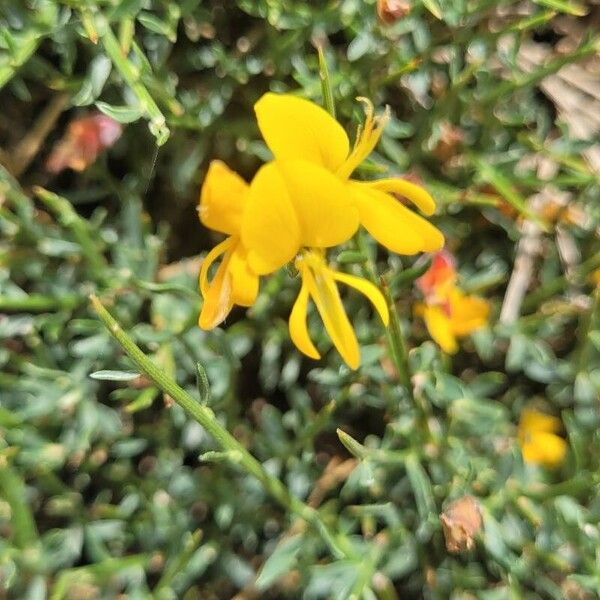 Genista salzmannii Flor